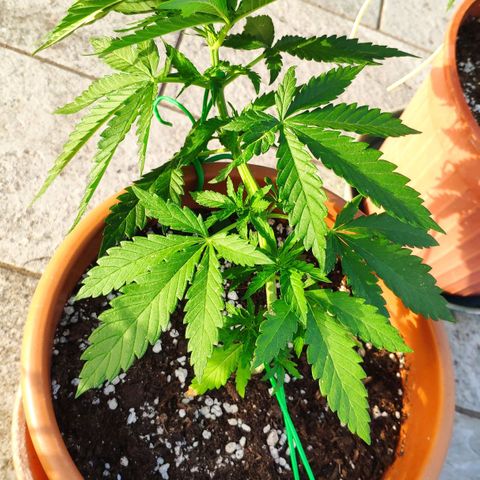 White Widow growlog timeline photo