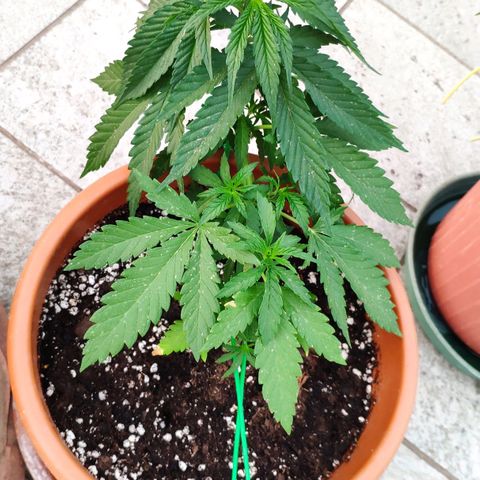 White Widow growlog timeline photo