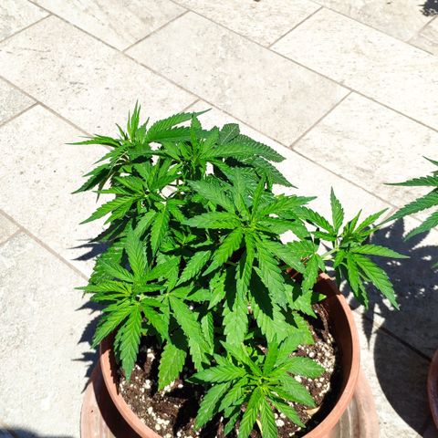 White Widow growlog timeline photo