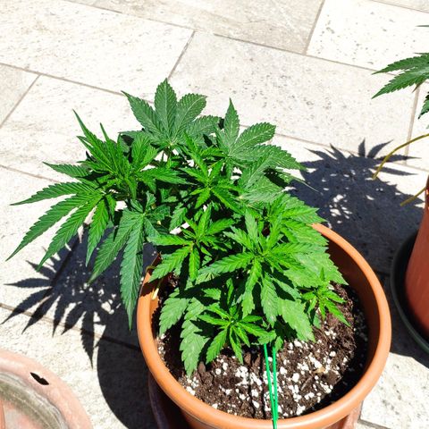 White Widow growlog timeline photo