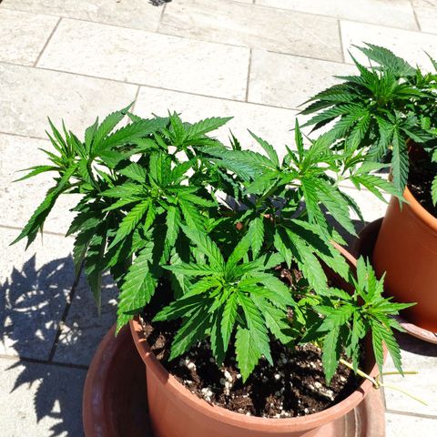 White Widow growlog timeline photo