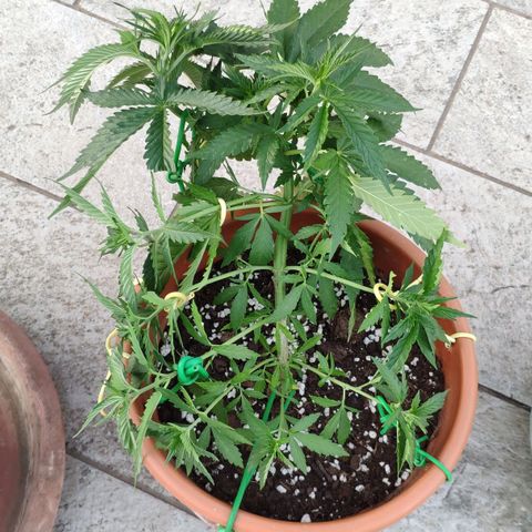 White Widow growlog timeline photo