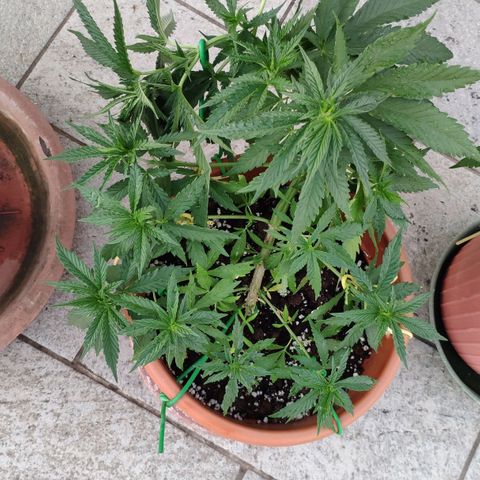 White Widow growlog timeline photo
