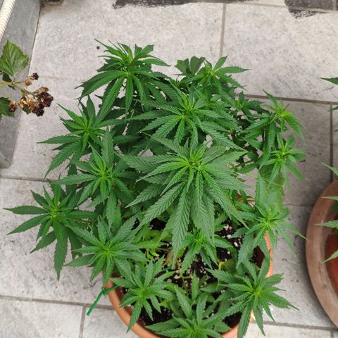 White Widow growlog timeline photo