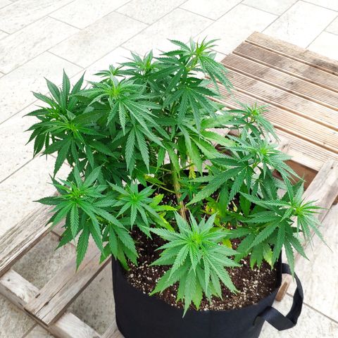 White Widow growlog timeline photo