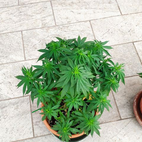 White Widow growlog timeline photo