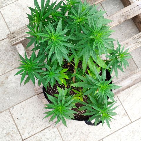 White Widow growlog timeline photo