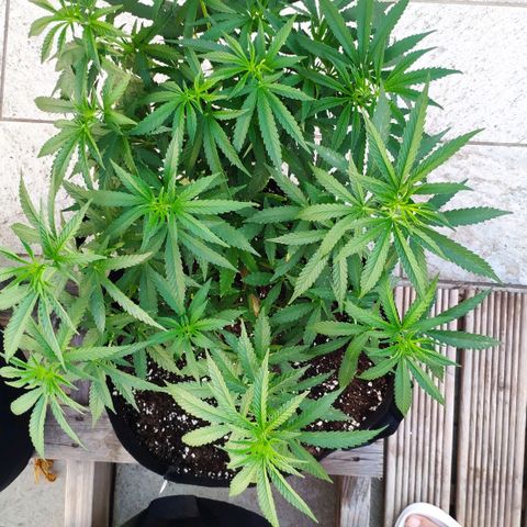 White Widow growlog timeline photo