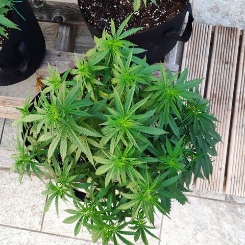 White Widow growlog timeline photo
