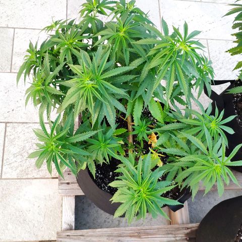 White Widow growlog timeline photo