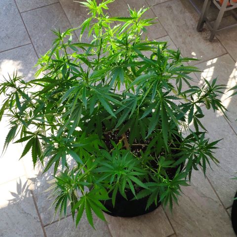 White Widow growlog timeline photo