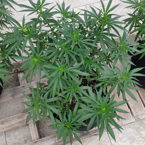White Widow growlog timeline photo