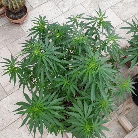 White Widow growlog timeline photo