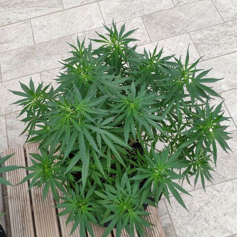 White Widow growlog timeline photo