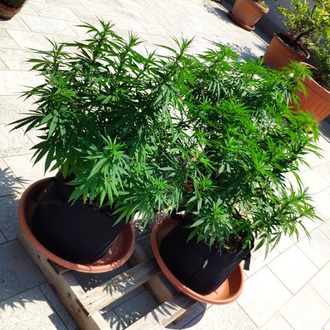 White Widow growlog timeline photo
