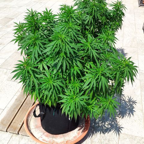 White Widow growlog timeline photo