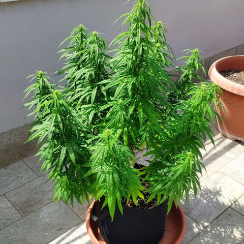 White Widow growlog timeline photo