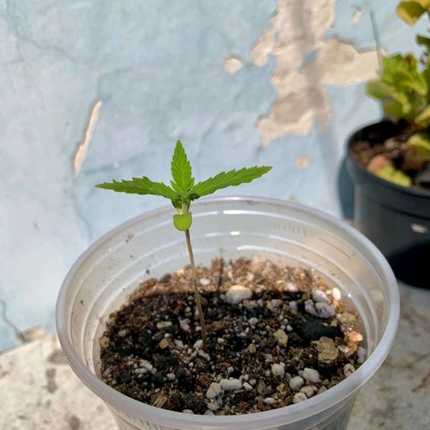 Skunk - virou macho growlog timeline photo