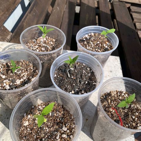 Prensado growlog timeline photo
