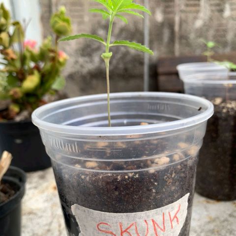 Skunk - virou macho growlog timeline photo