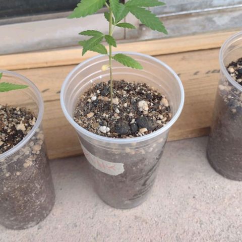 Skunk - virou macho growlog timeline photo