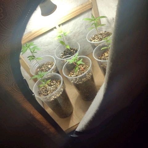 Prensado growlog timeline photo