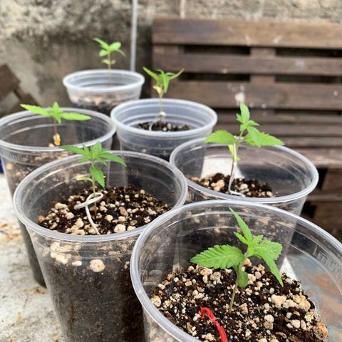 Prensado growlog timeline photo