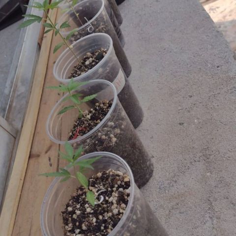 Prensado growlog timeline photo