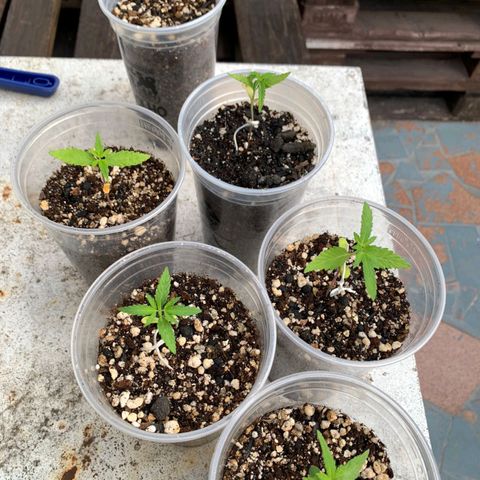Prensado growlog timeline photo