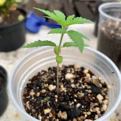Prensado growlog timeline photo