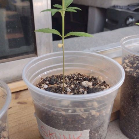 Skunk - virou macho growlog timeline photo