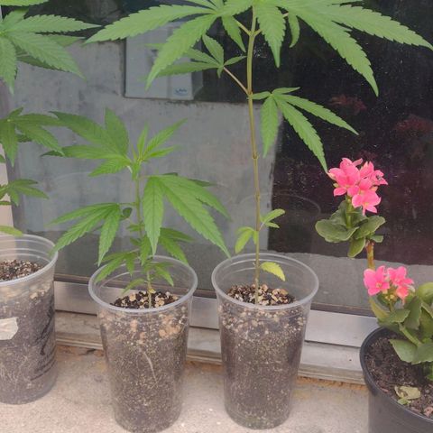 Prensado growlog timeline photo