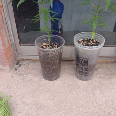 Prensado growlog timeline photo