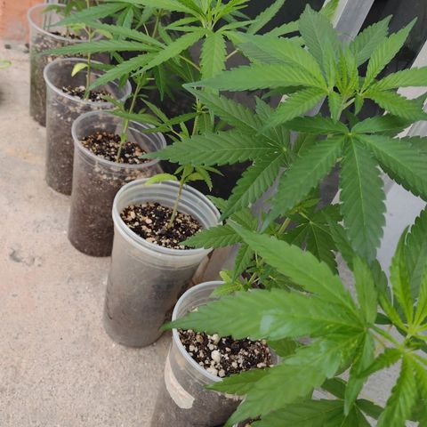 Prensado growlog timeline photo