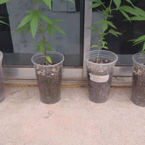 Skunk - virou macho growlog timeline photo