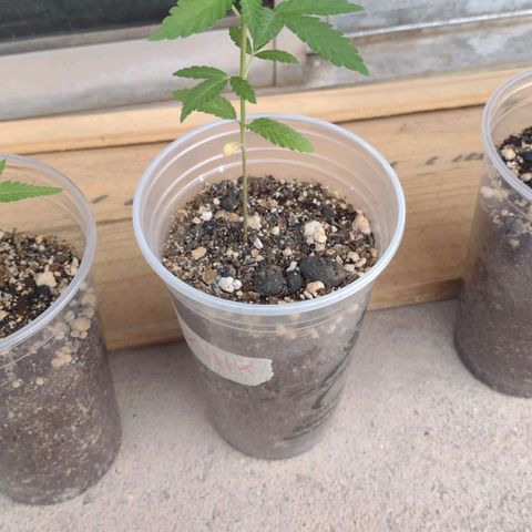 Skunk - virou macho growlog timeline photo