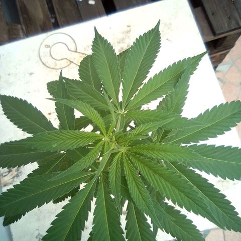 Skunk - virou macho growlog timeline photo