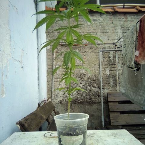 Skunk - virou macho growlog timeline photo