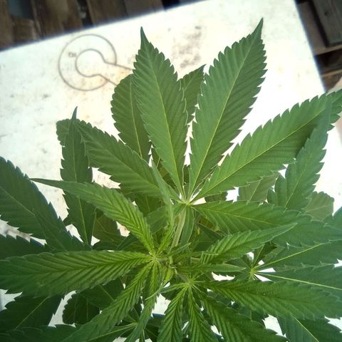 Skunk - virou macho growlog timeline photo