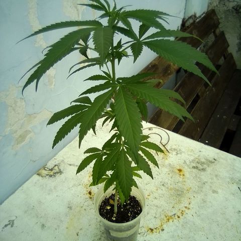 Skunk - virou macho growlog timeline photo