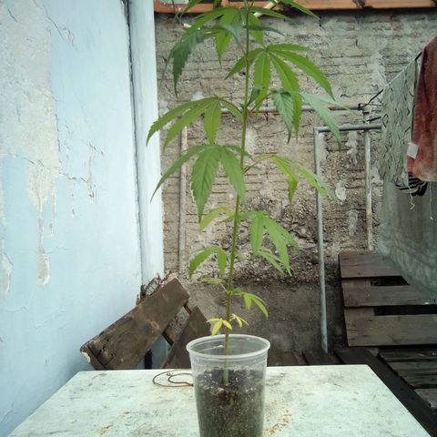 Prensado growlog timeline photo