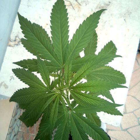 Prensado growlog timeline photo