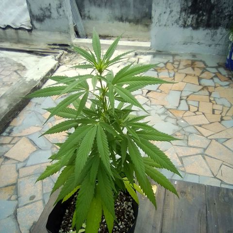 Prensado growlog timeline photo