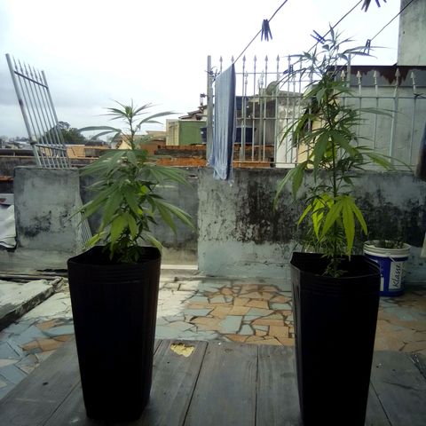 Prensado growlog timeline photo