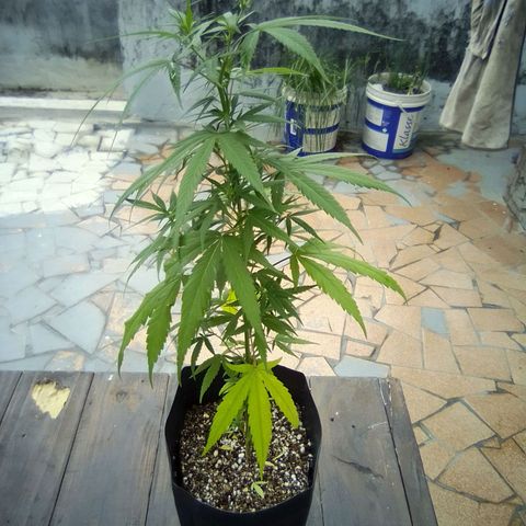 Prensado growlog timeline photo