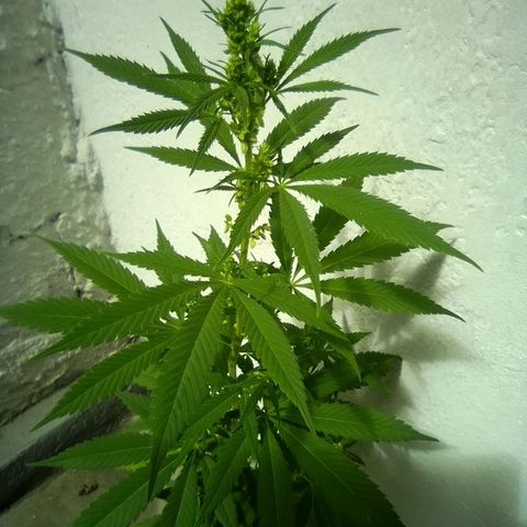Skunk - virou macho growlog timeline photo