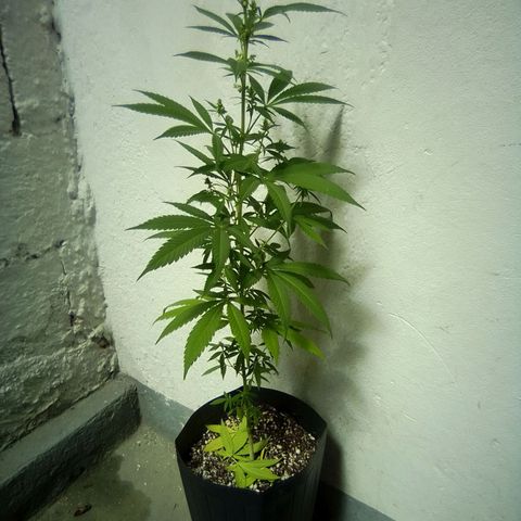 Skunk - virou macho growlog timeline photo