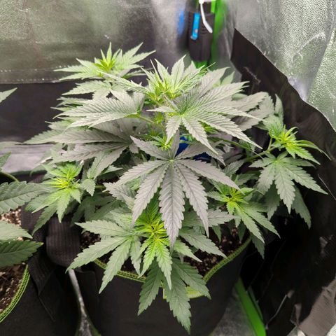 DGP growlog timeline photo