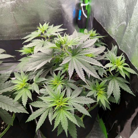 DGP growlog timeline photo
