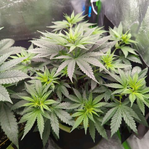 DGP growlog timeline photo